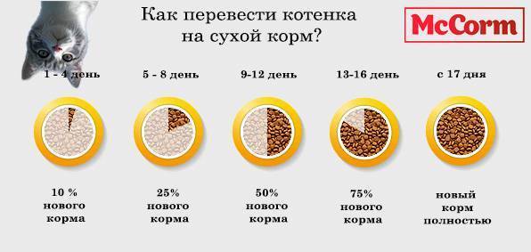 Сколько раз кормить котенка в 1, 2, 3, 4, 5 и 6 месяцев: норма кормления, описание правильного рациона питания