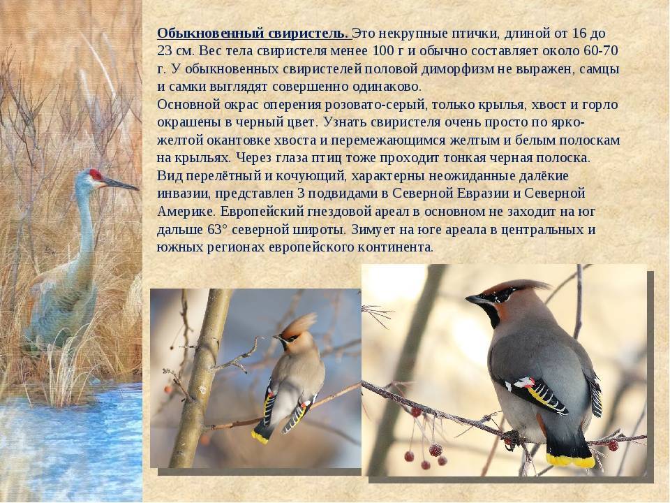 Свиристель: описание и особенности, перелётные они или зимующие птицы, фото