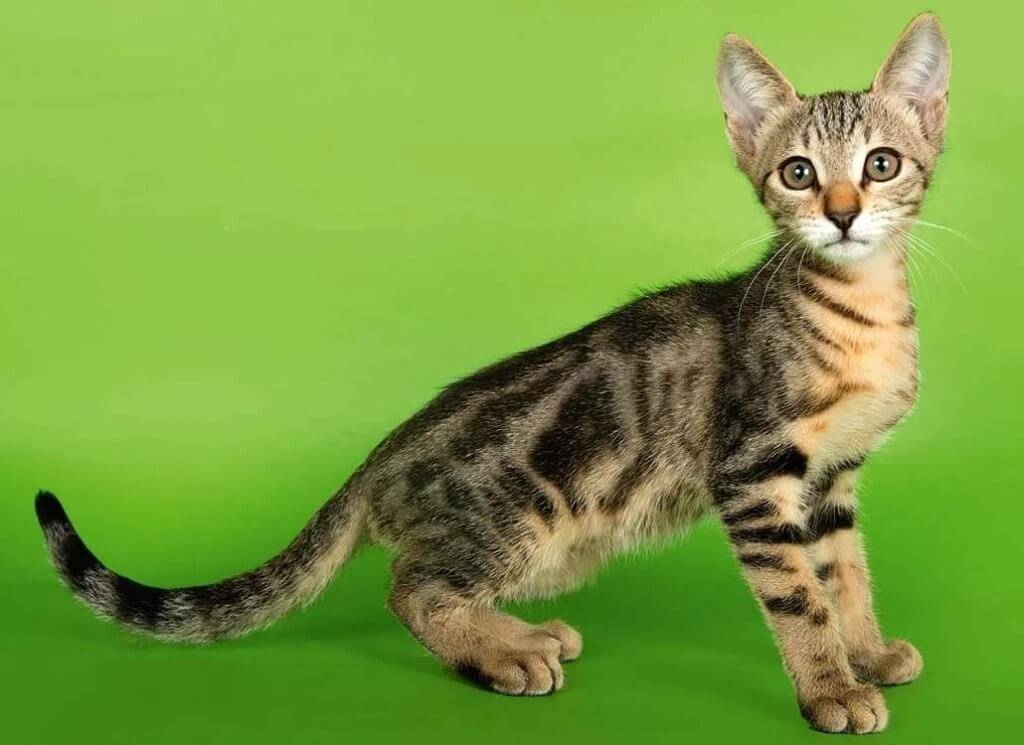Сококе (африканская кошка): описание породы, характеристики, фото, правила ухода и содержания – petstory