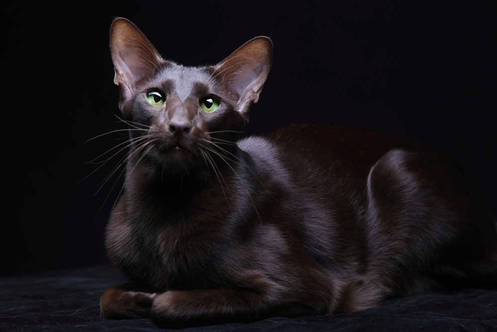 Гавана браун кошка: 30 фото с описанием породы