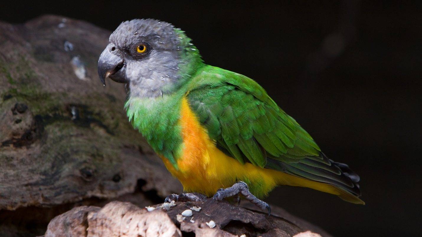 Попугай сенегальский: описание и внешний вид, уход и содержание