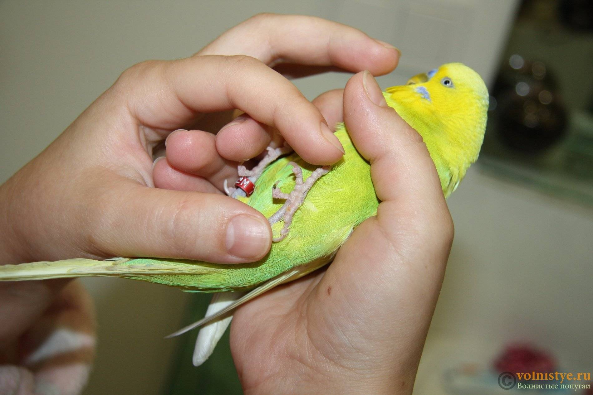 Почему попугай поджимает лапку | болезни попугаев
почему попугай поджимает лапку | болезни попугаевболезни попугаев
