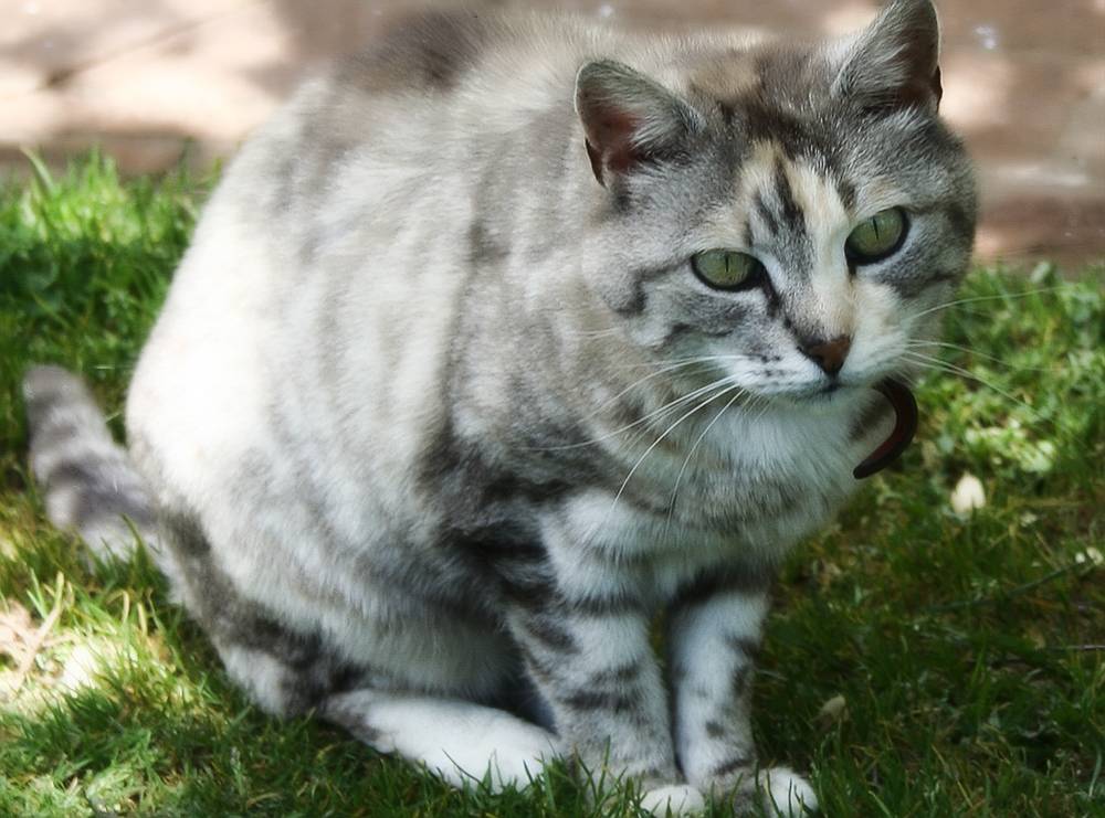 Австралийский мист: внешний вид дымчатой кошки, характер, уход и содержание, кормление