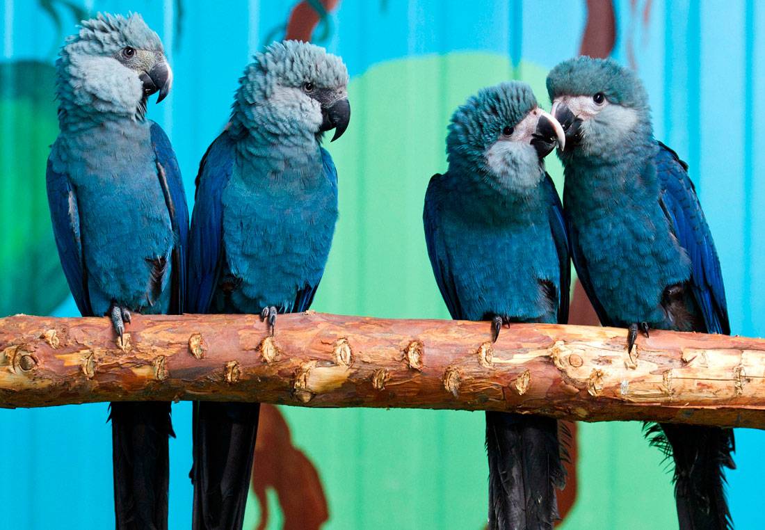 Голубой попугай ара - вымер ли вид?