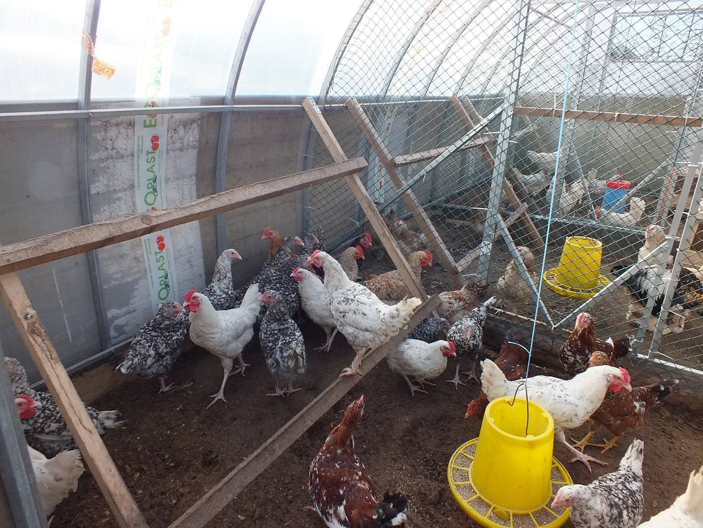 Выращивание цыплят на даче и приусадебных участках