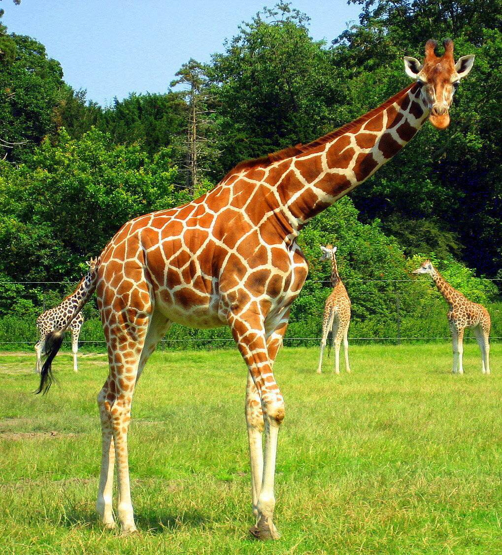 Жираф животное. описание, особенности, образ жизни и среда обитания жирафа | живность.ру