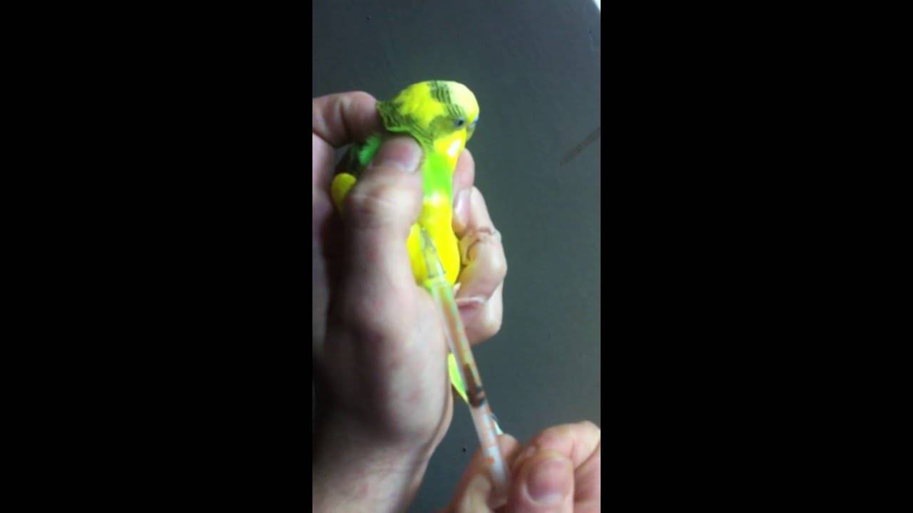 Как делать уколы попугаю