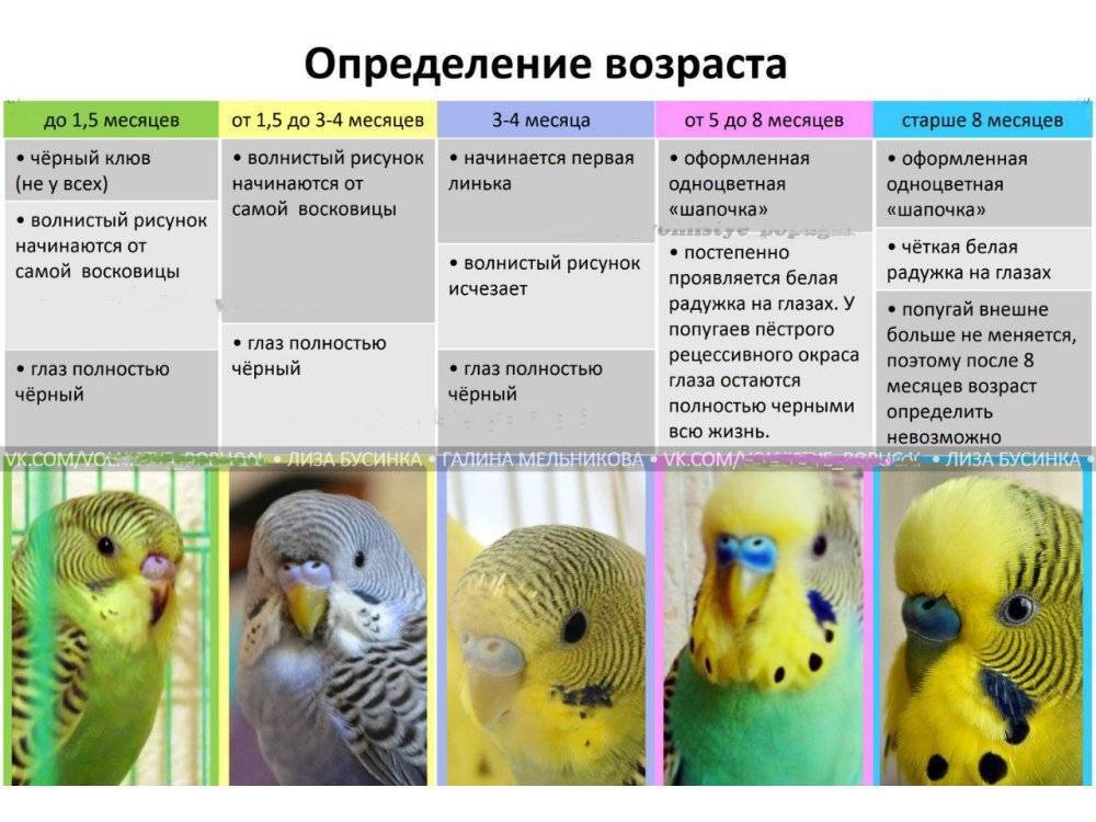 Как понять поведение и характер попугая: изучаем повадки птицы