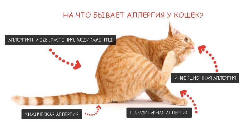 Аллергия у кошек: виды, причины, симптомы, диагностика, как лечить, прогноз и профилака | блог ветклиники "беланта"