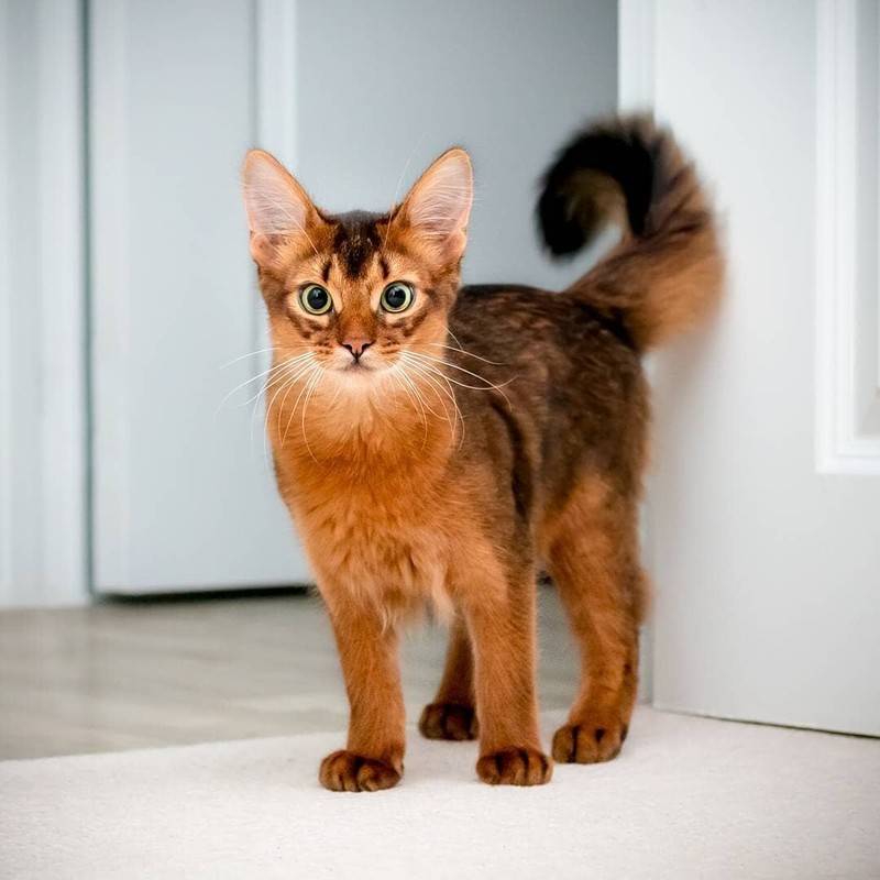 Сомалийская кошка - фото и описание породы (характер, уход и кормление)