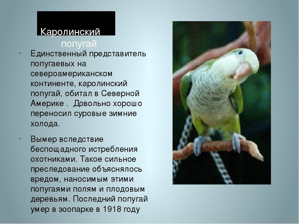 Попугаи ара. виды