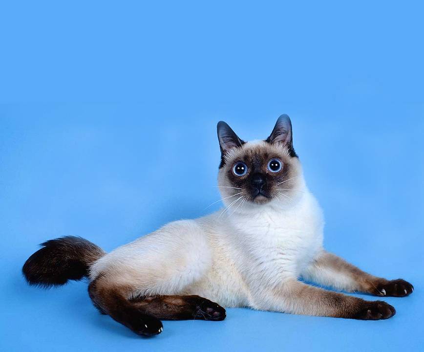 Кошка той-боб: описание породы и особенности характера