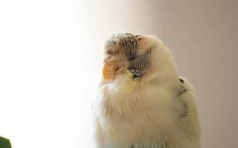 Лечение грибка у попугая. борьба с инфекционным заболеванием