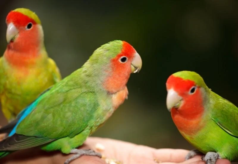 ТОП-11 самых умных попугаев: описание, речь, способности