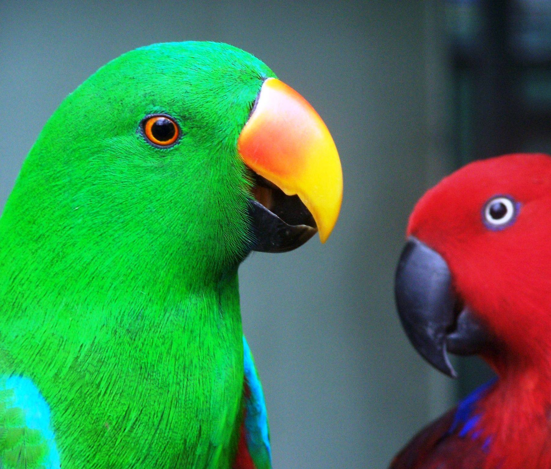 Популярные виды средних по размеру попугаев