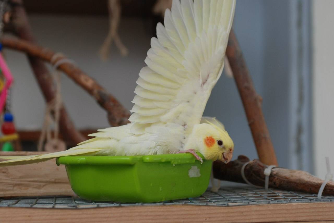 Как ухаживать за попугаем корелла – особенности содержания, выбор корма, размножение