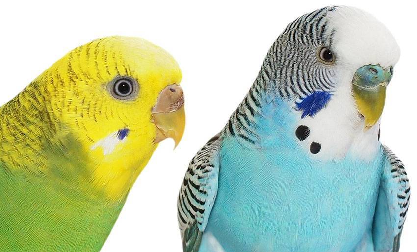 Определяем пол волнистого попугая и возраст