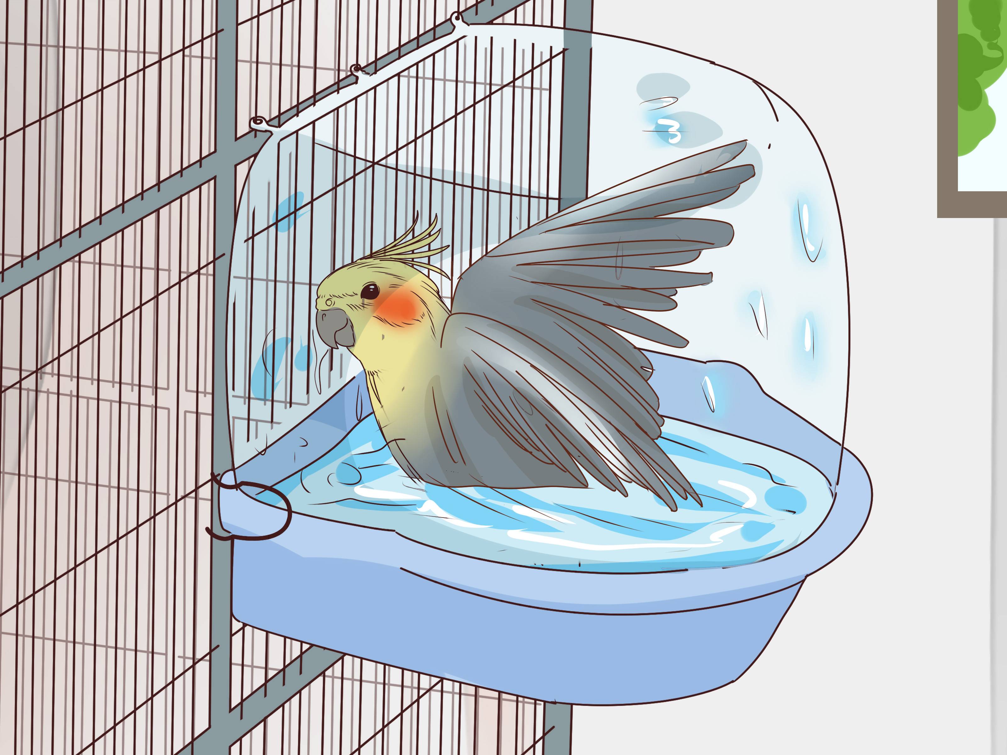 Как купать попугая кореллу