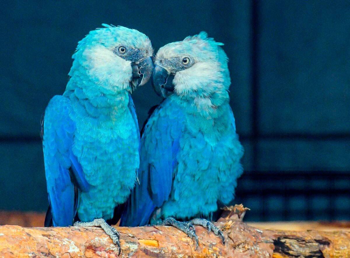 Голубой ара — вымирающий вид попугаев