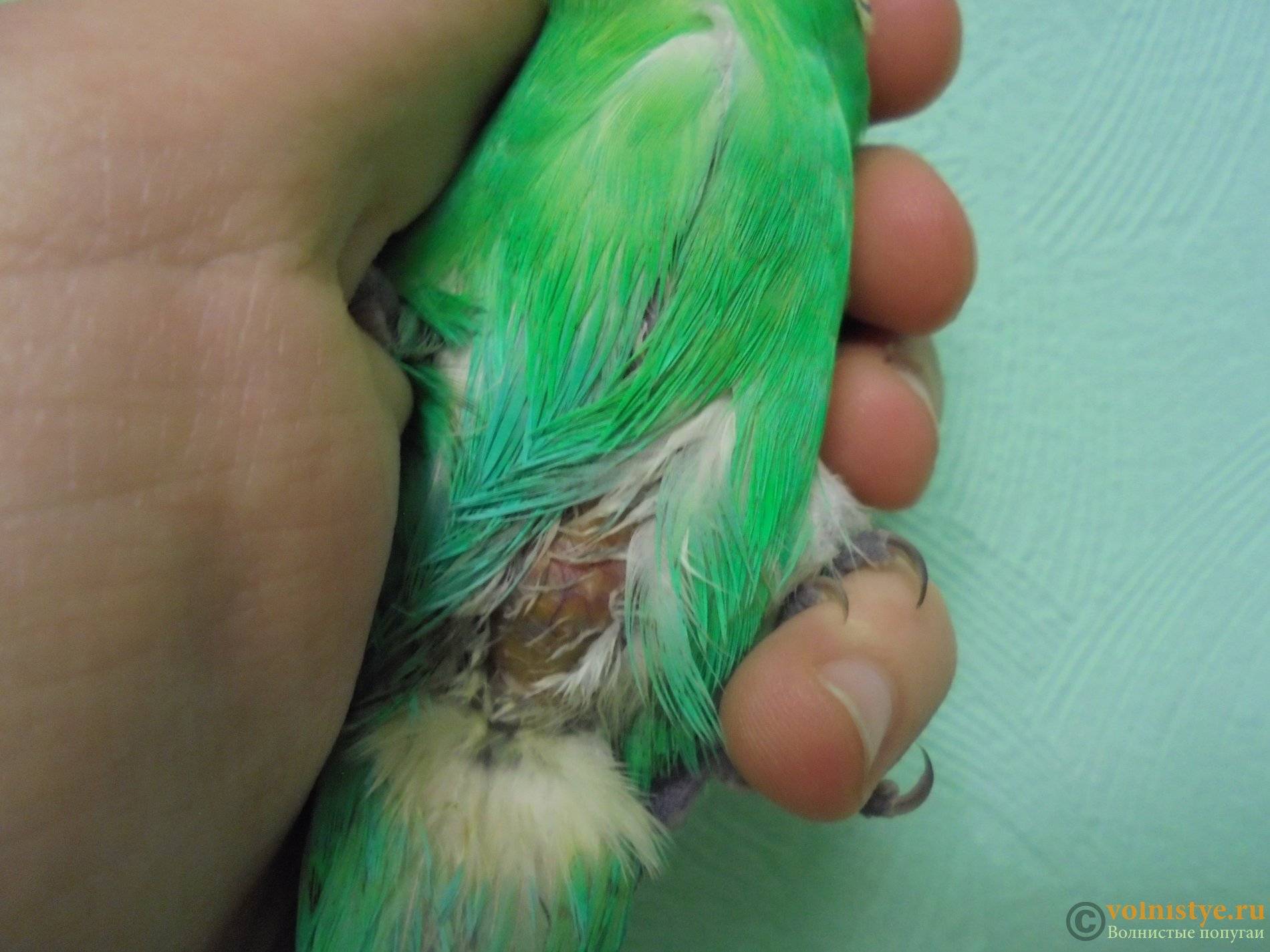 Опухоль или шишка у попугая: как лечить