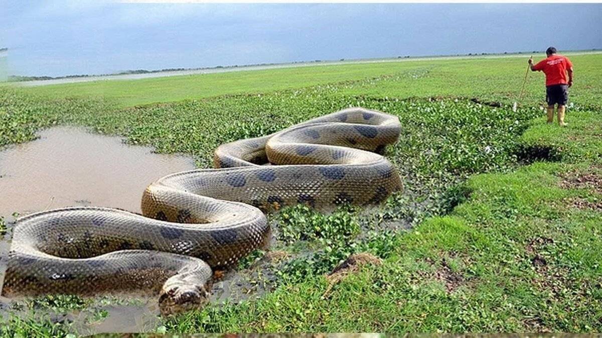 Топ-10. самые длинные змеи в мире