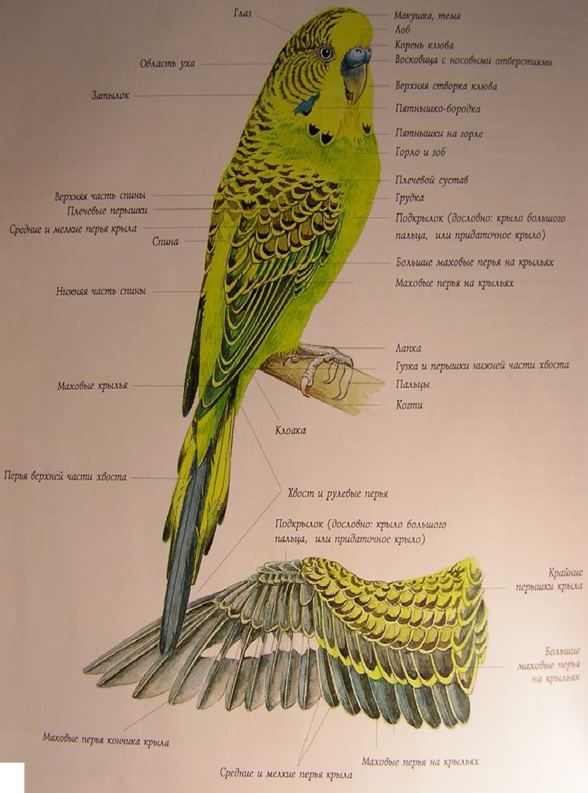 Анатомия попугая: строение тела, скелет, череп, уши, лапы, зубы [новое исследование]