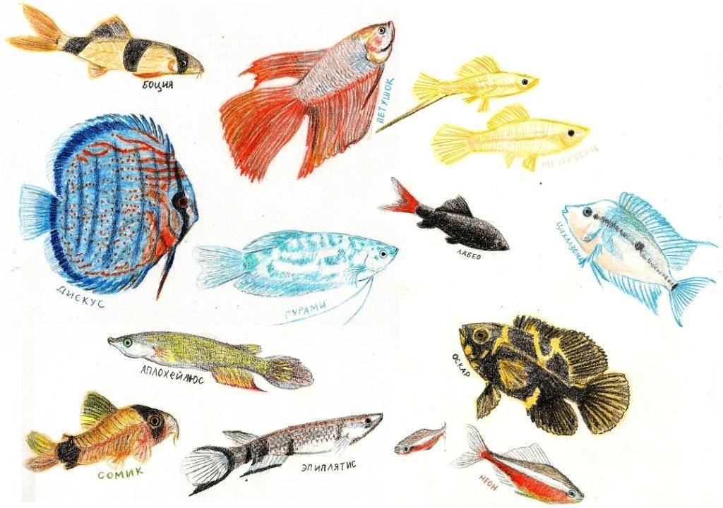 Аквариумные рыбы для детей. Аквариумные рыбки Нищев. Нищева аквариумные рыбки. Рыбы для дошкольников. Пресноводные рыбки для дошкольников.