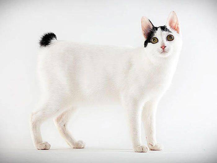 Японский бобтейл кошка : содержание дома, фото, купить, видео, цена