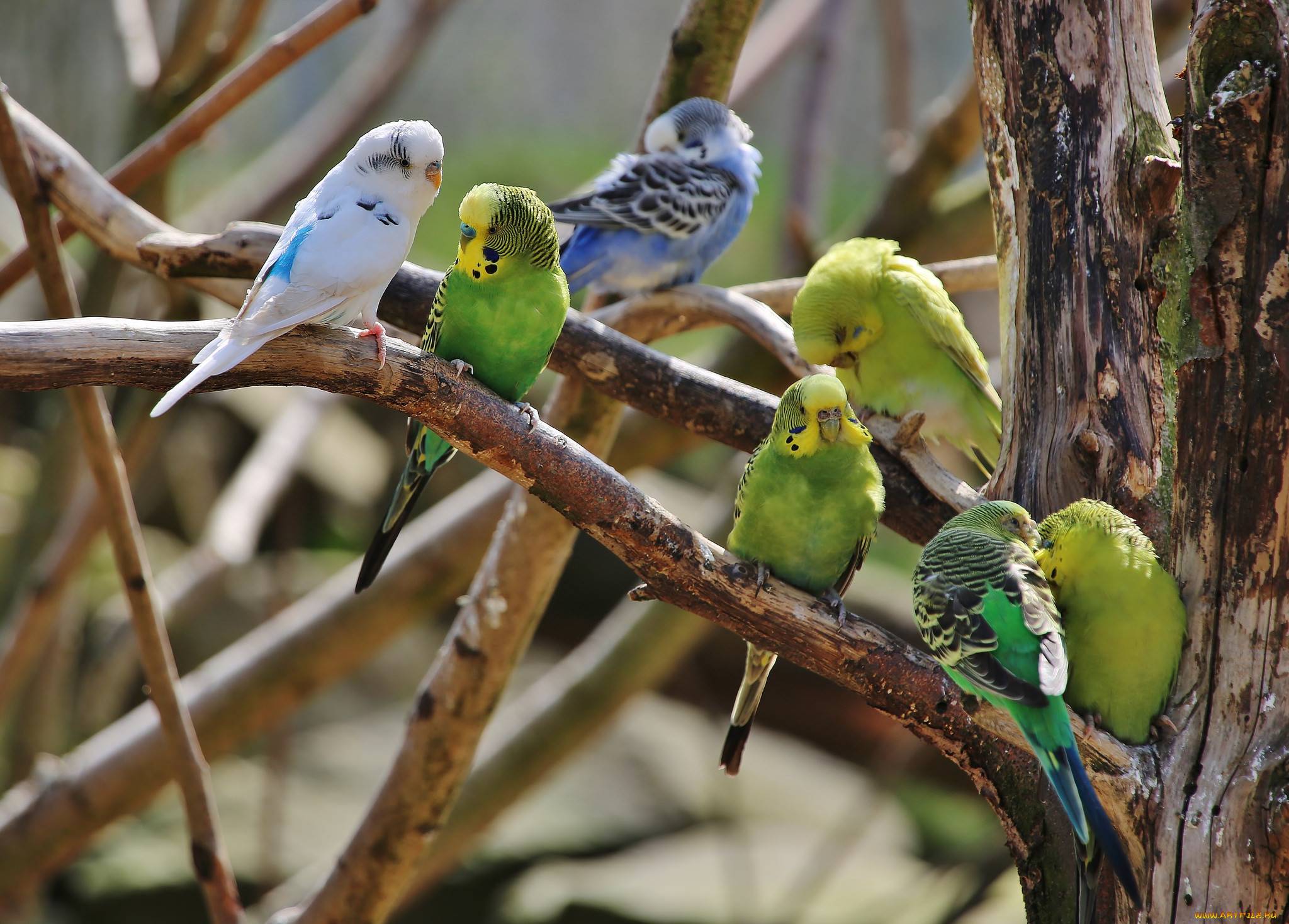 Особенности пения волнистых попугаев -