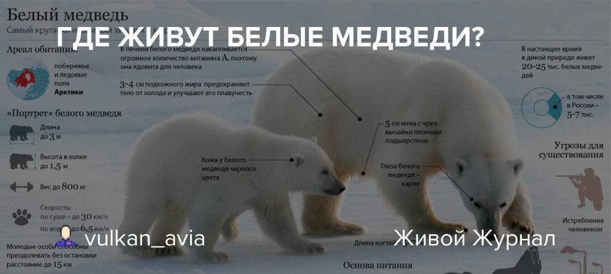 Белый медведь: образ жизни, где обитает и чем питается | планета животных