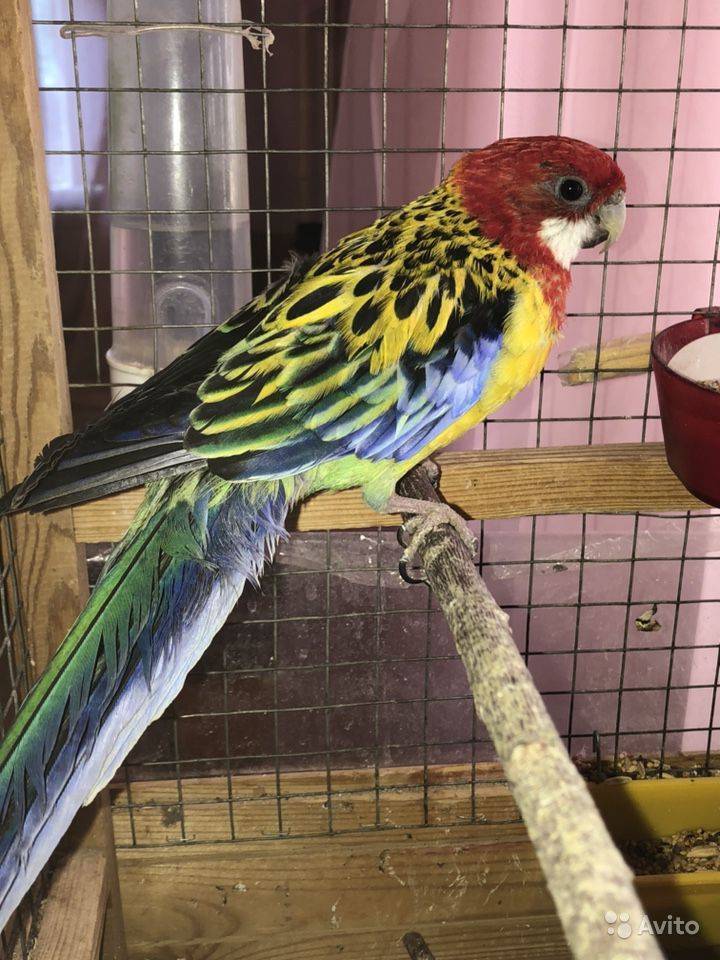 Певчий попугай: описание, фото, уход, содержание и разведение в домашних условиях