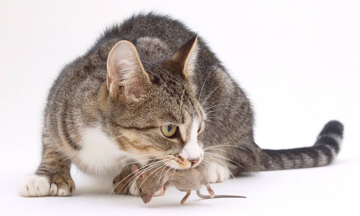 Почему кошки не едят полевых мышей