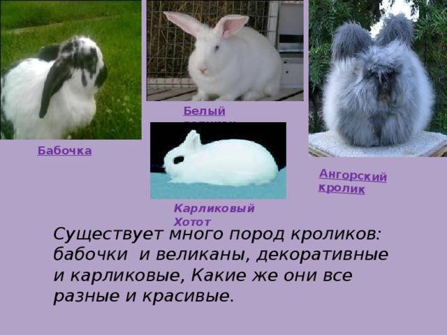 Ангорский кролик: описание породы, содержание, особенности разведения и фото