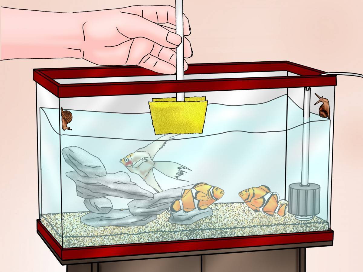 Как и сколько кормить аквариумных рыбок? чем кормить?