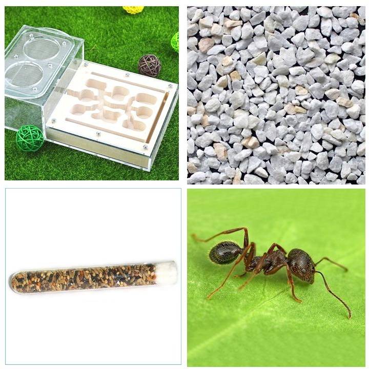 Почему муравьи — крутые, и зачем тебе муравьиная ферма