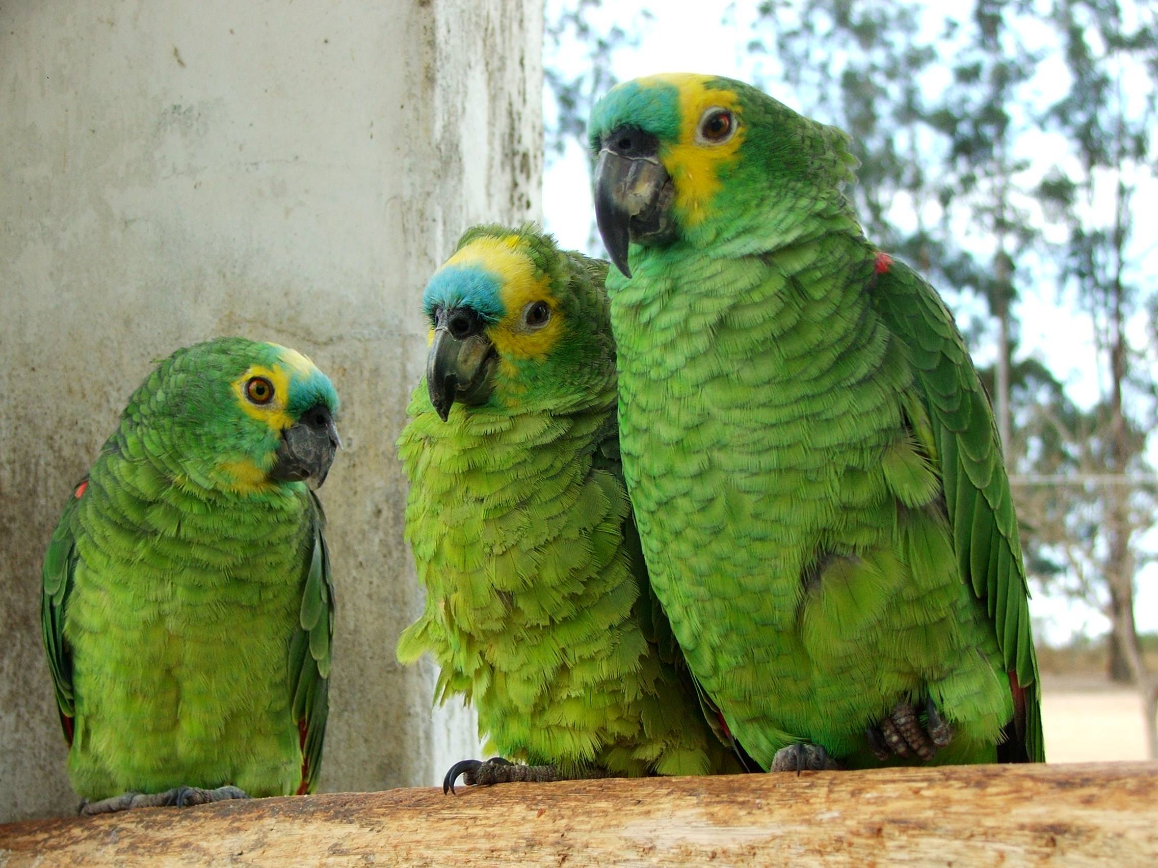 Попугай амазон: фото, содержание и размножение в неволе, виды: венесуэльский, краснолобый.