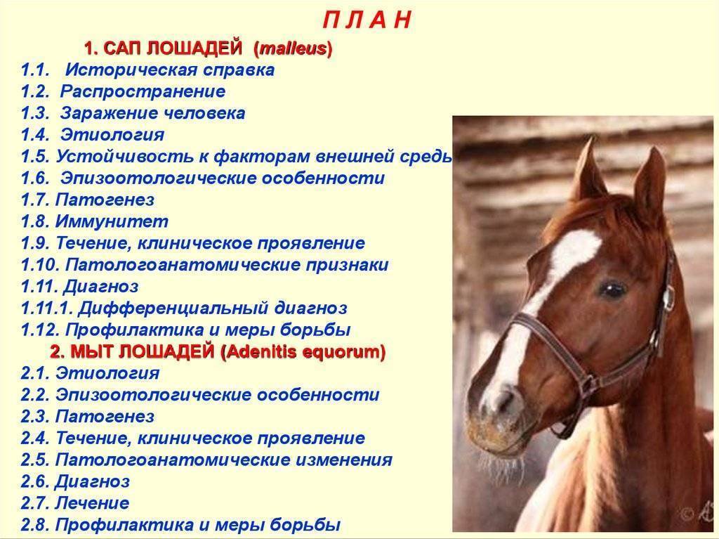Болезни лошадей: фото, признаки, лечение