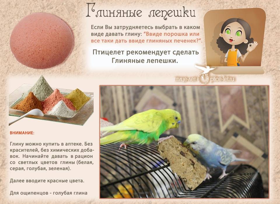 Жердочки для волнистых попугаев - волнистики.ру