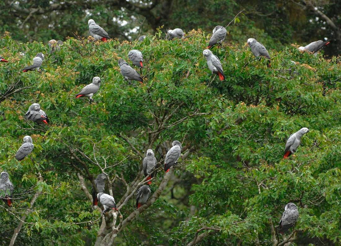 Где обитают различные виды попугаев