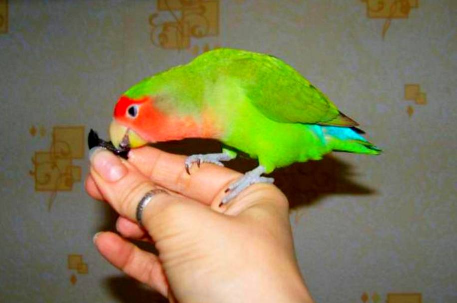 Как приручить попугая неразлучника к рукам эффективный метод