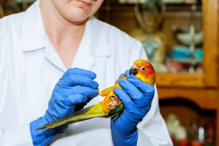 Понос у волнистого попугая — что делать? | блог на vetspravka.ru