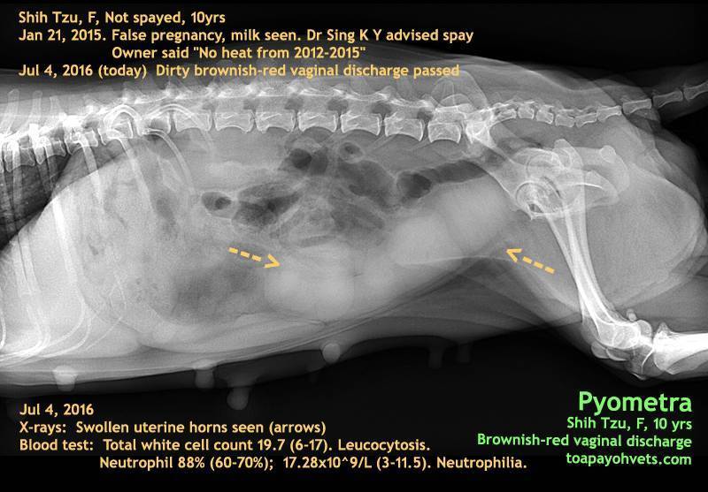 Пиометра у собак: симптомы, дигностика, лечение - ветклиника лаки