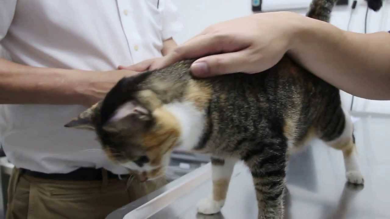 Рвота у кошки желтого цвета после еды непереваренной пищей - причины лечение