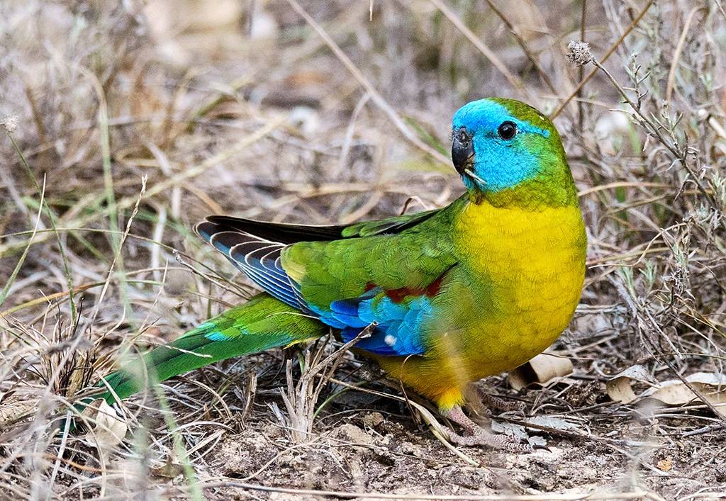 Лазурный травяной попугайчик : фото, видео, содержание и размножение