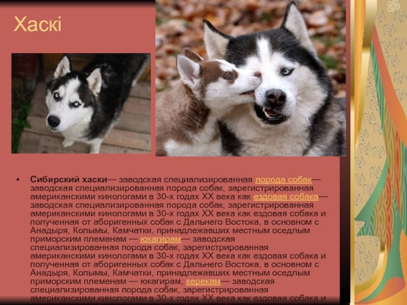 Сибирский хаски: история, отличия от маламута, характер, уход. фото