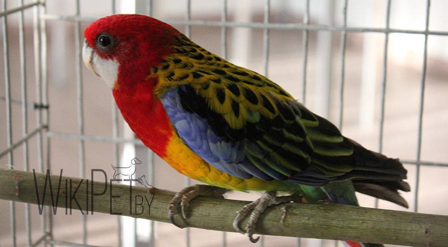 Розелла попугай. образ жизни и среда обитания попугая розелла | животный мир