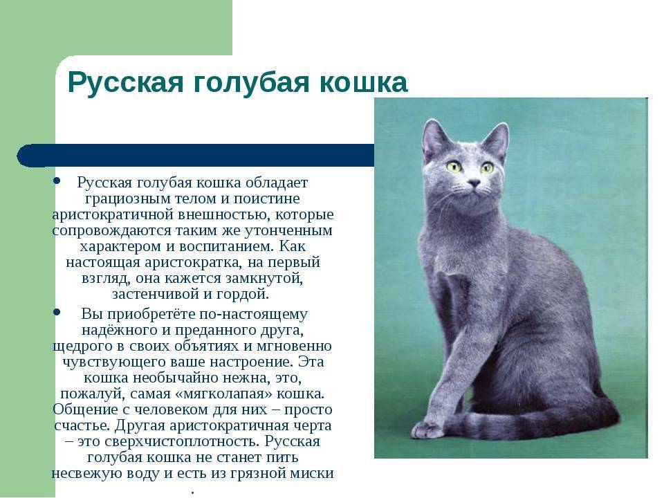 Как определить русского голубого кота: 12 шагов