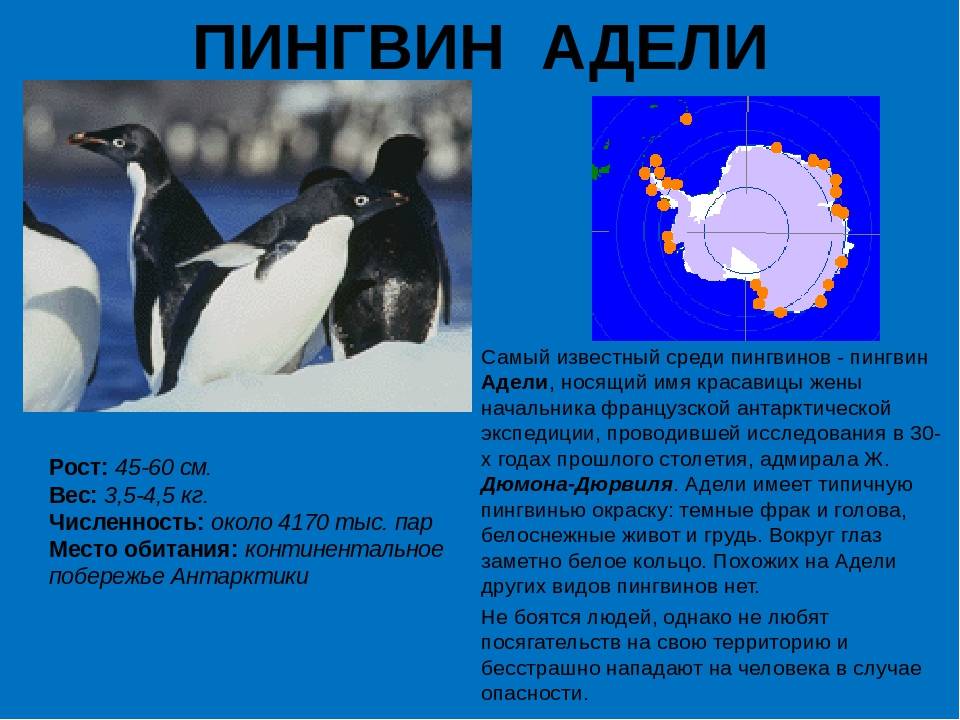 Где обитают пингвины?