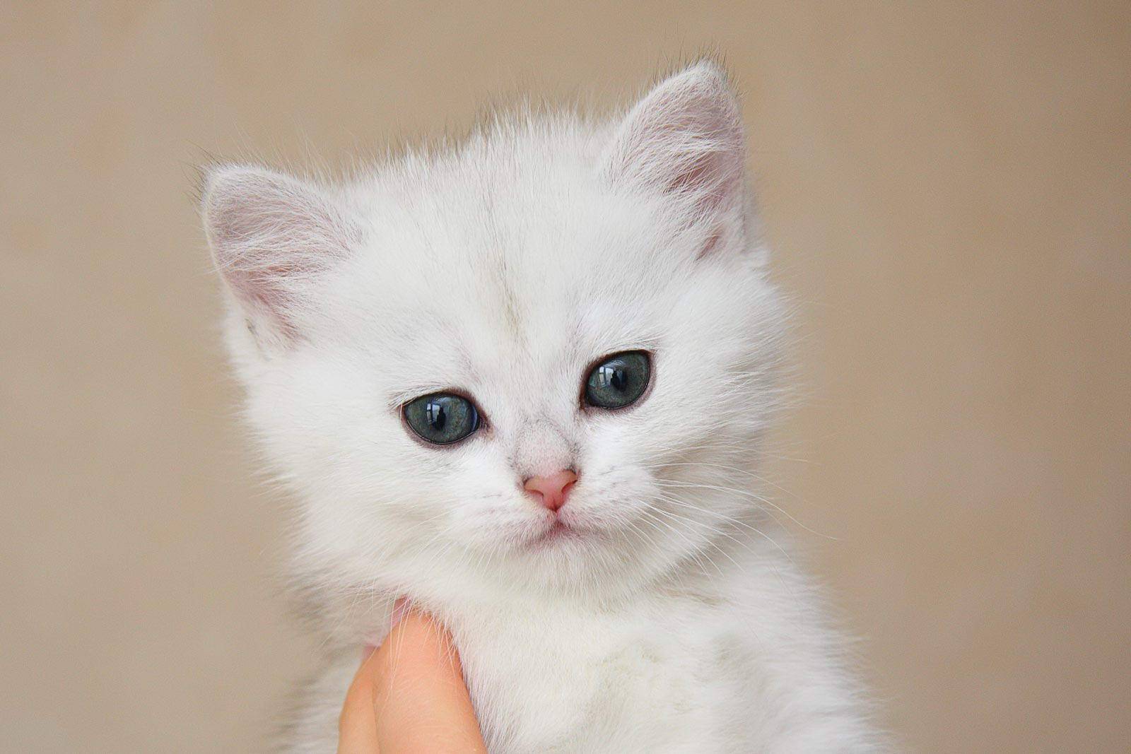 Как назвать кота белого цвета: перечень популярных, красивых и прикольных кличек