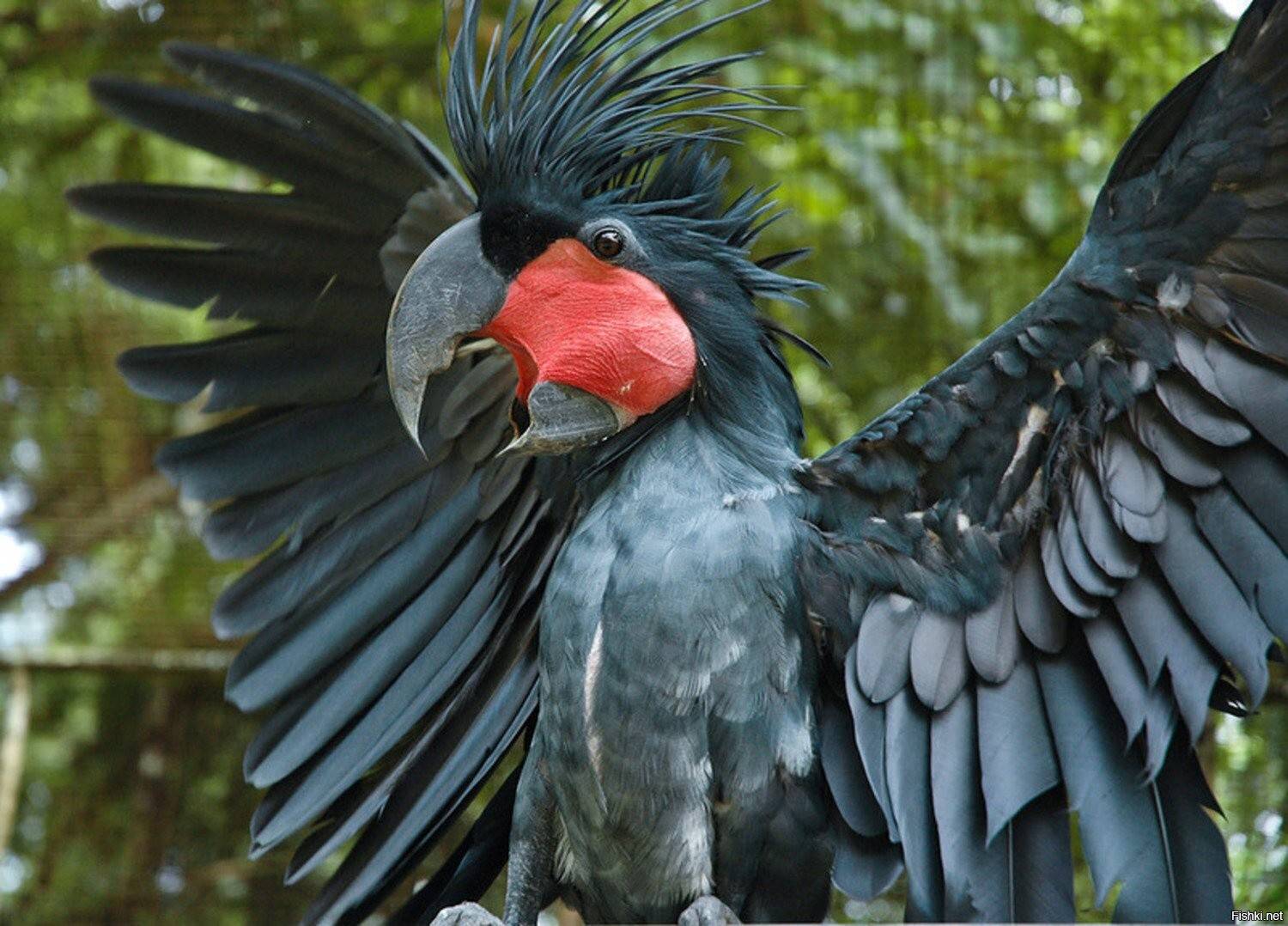 Какой самый большой попугай в мире, где живет и какого он размера - самый самый